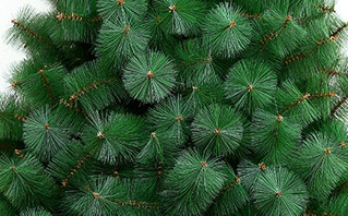 加密枝頭樹形 加密枝頭樹形